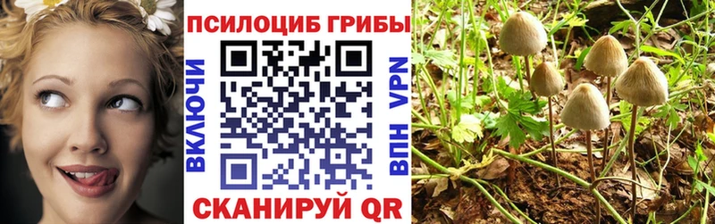 купить закладку Болотное Галлюциногенные грибы Cubensis